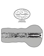 Lovetoy - Stroker Masturbator Alien's Pie 1 - Donkere Huidskleur