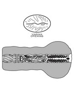Lovetoy - Stroker Masturbator Alien's Pie 1 - Lichte Huidskleur