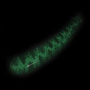 Kiotos Glass - Glazen Dildo Smooth - Glow in the Dark