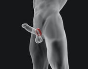 Hünkyjunk - Fit - Ergo0misch Gevormde Cockring  - Ice