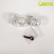 Brutus - Orb - Kuisheidskooi - Transparant