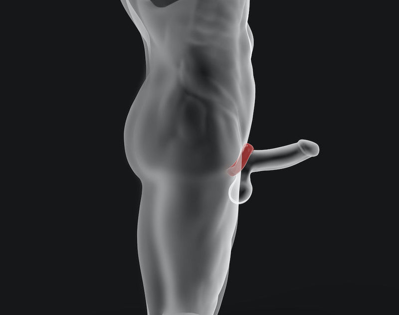 Hünkyjunk - Fit Ergo Shaped Cockring - Ice
